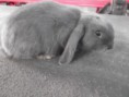 Produto  Mini Lop